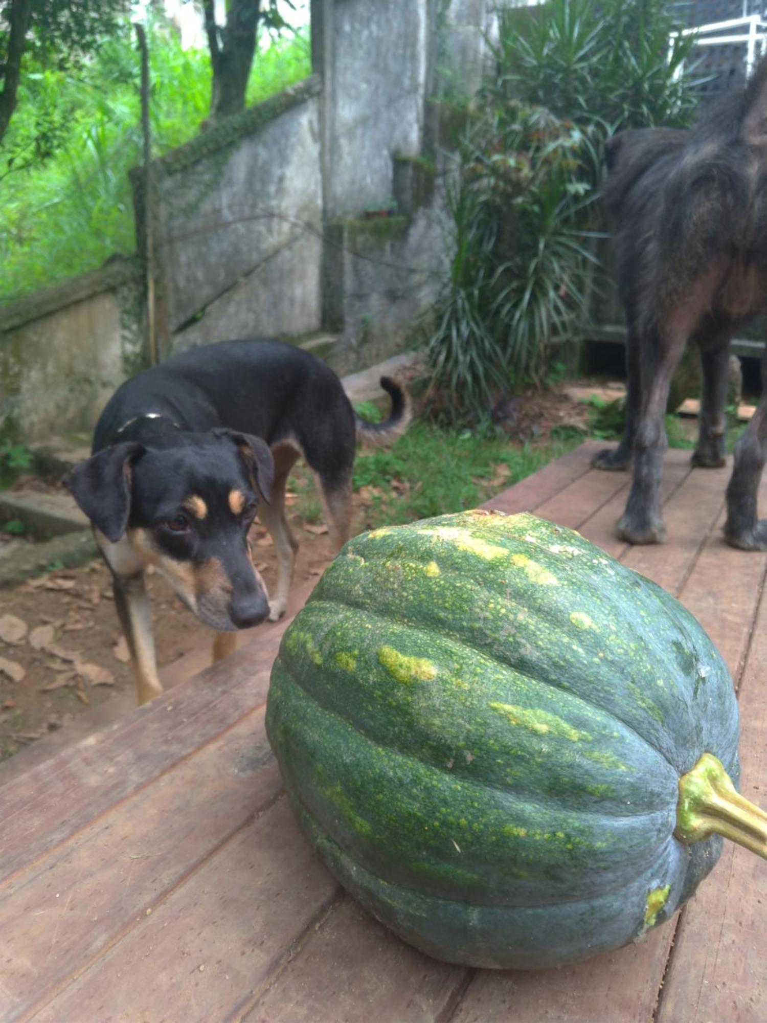 Bed and Breakfast Rio National Park H&C Rio de Janeiro Esterno foto